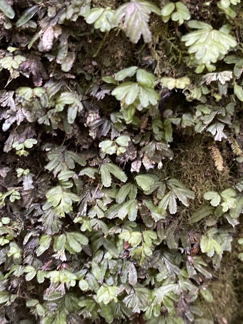 Hymenophyllum revolutum photo 5