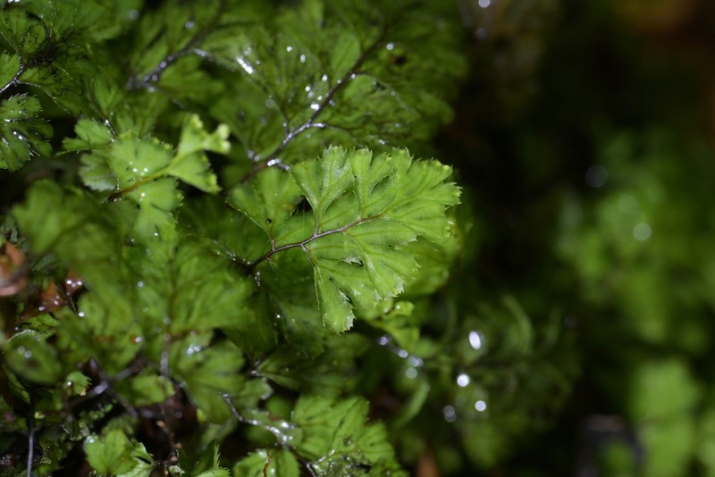 Hymenophyllum revolutum photo 6
