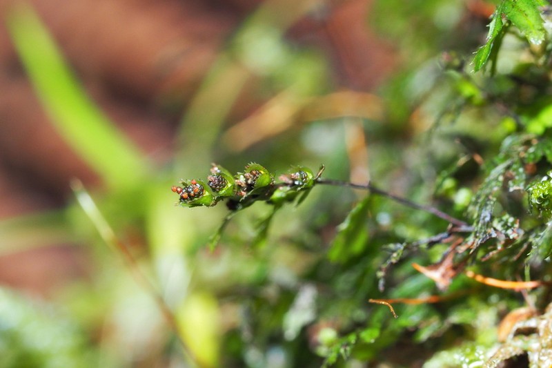 Hymenophyllum revolutum photo 7