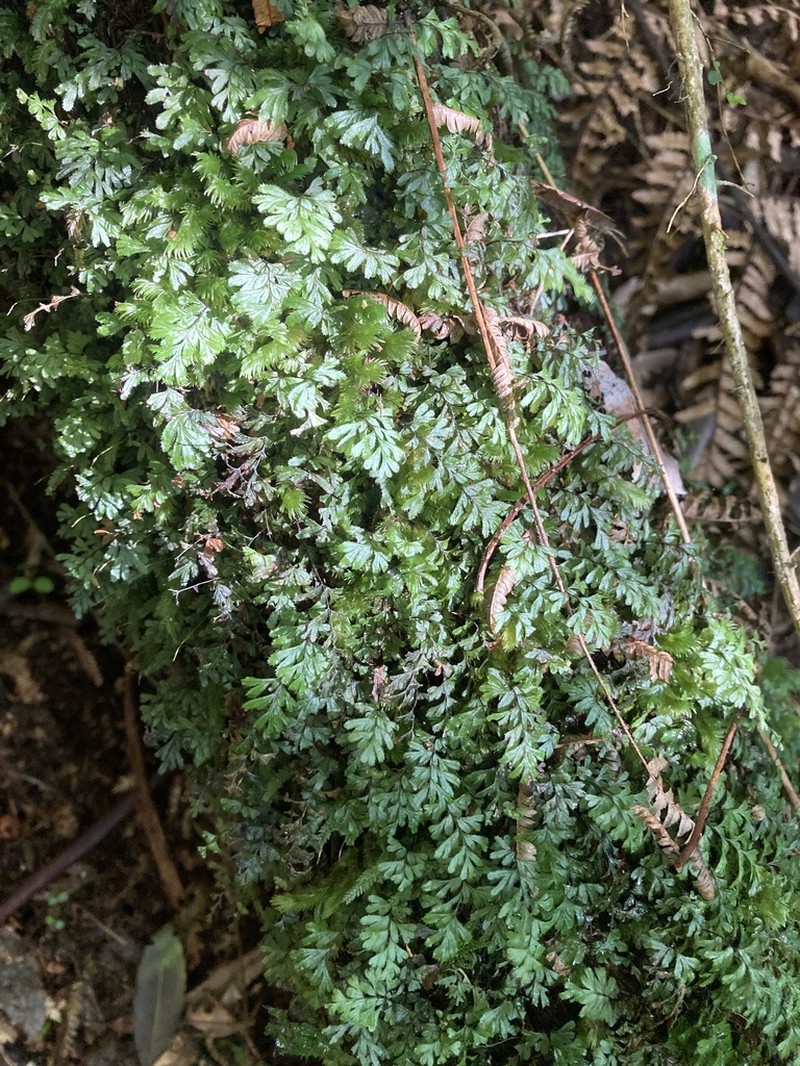 Hymenophyllum revolutum photo 8