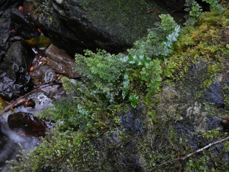 Hymenophyllum riukiuense photo 2