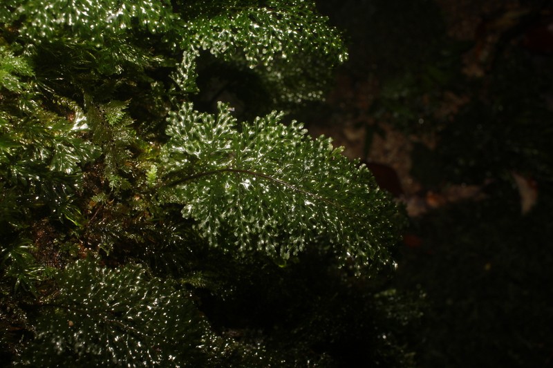 Hymenophyllum riukiuense photo 3