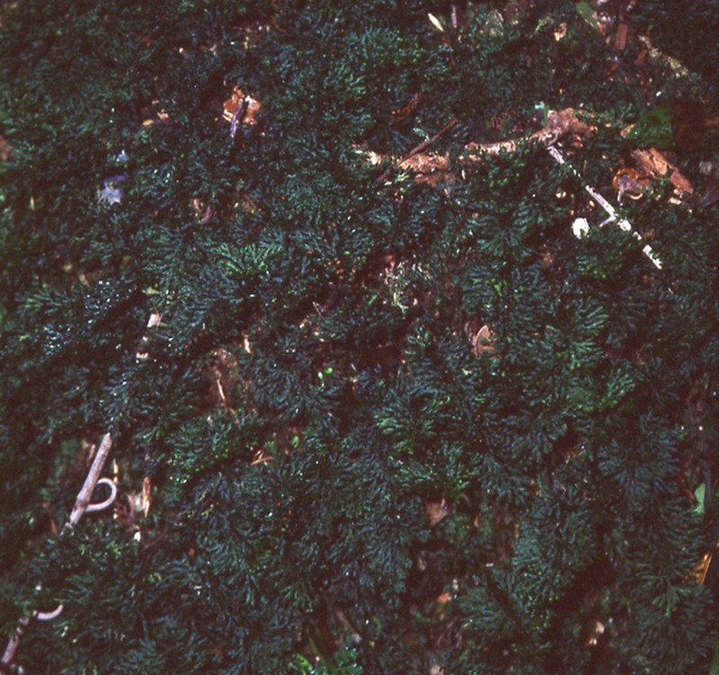 Hymenophyllum riukiuense photo 4