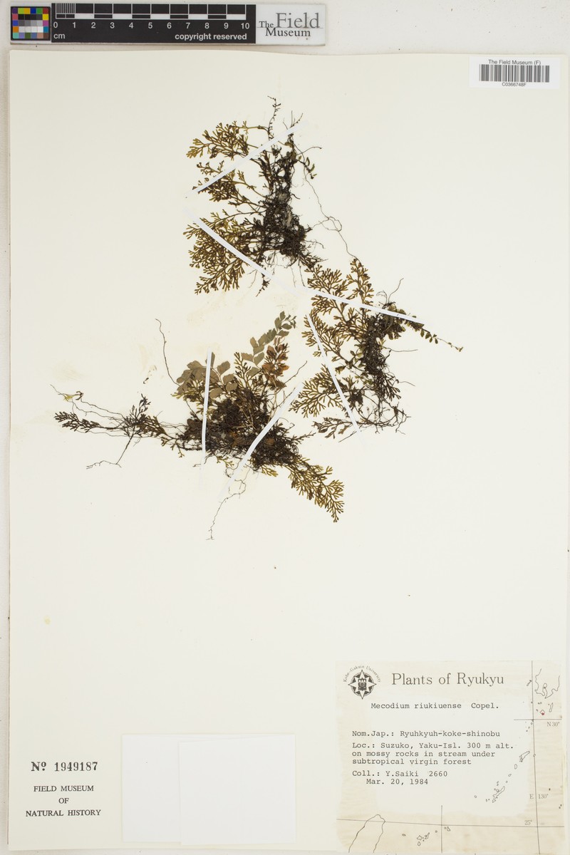 Hymenophyllum riukiuense photo 5