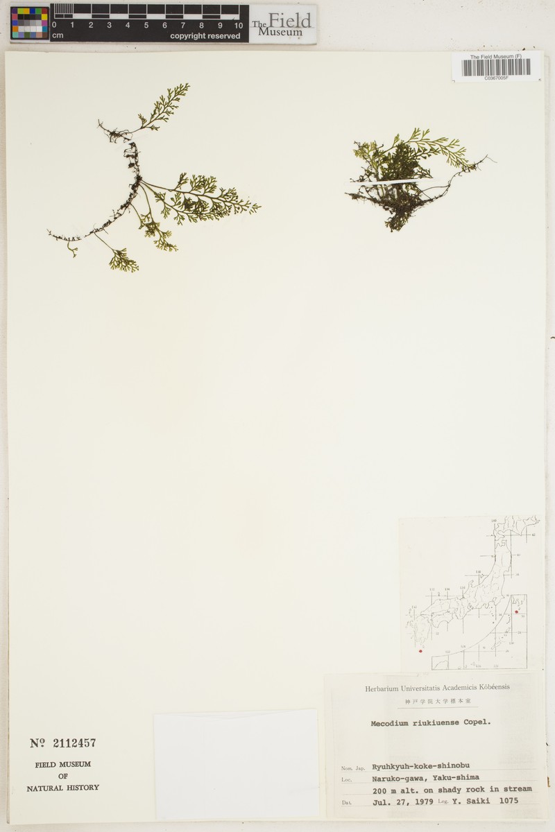 Hymenophyllum riukiuense photo 6