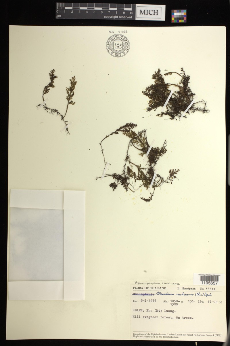 Hymenophyllum riukiuense photo 7