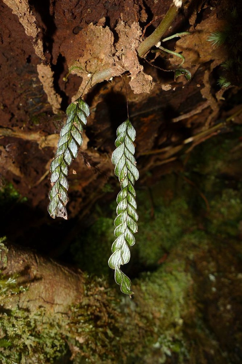 Hymenophyllum rolandi-principis photo 2