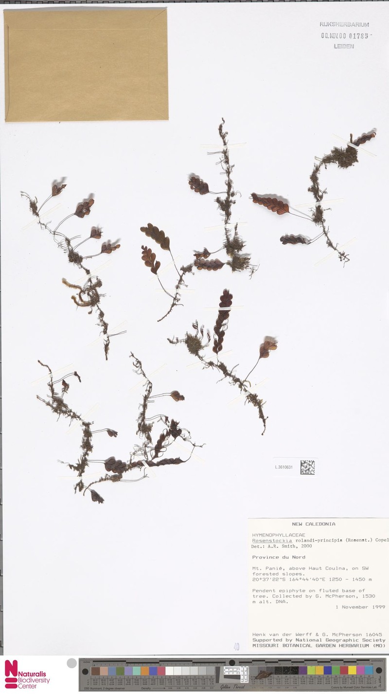 Hymenophyllum rolandi-principis photo 3
