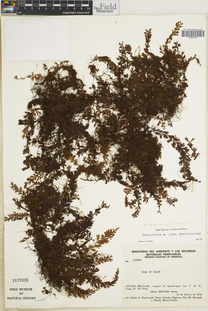 Hymenophyllum roraimense