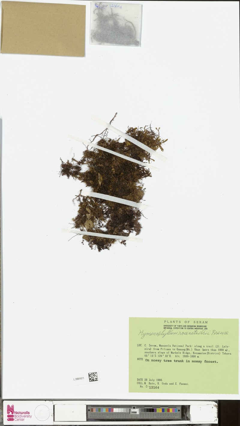 Hymenophyllum rosenstockii