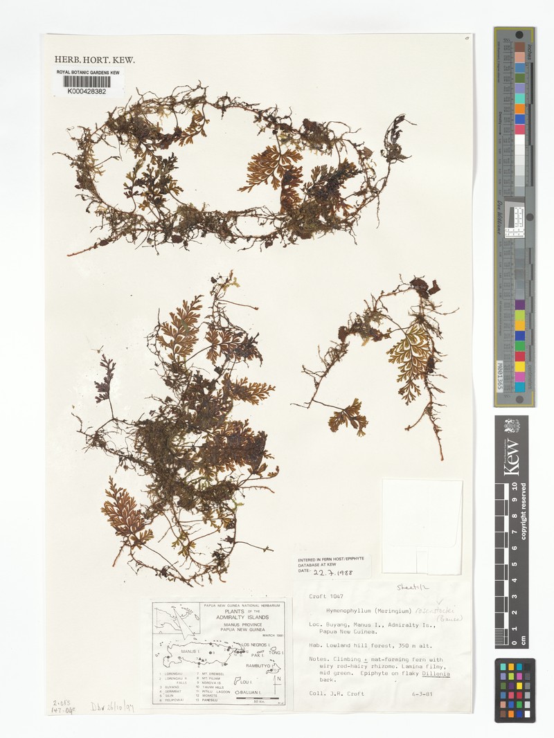 Hymenophyllum rosenstockii photo 2