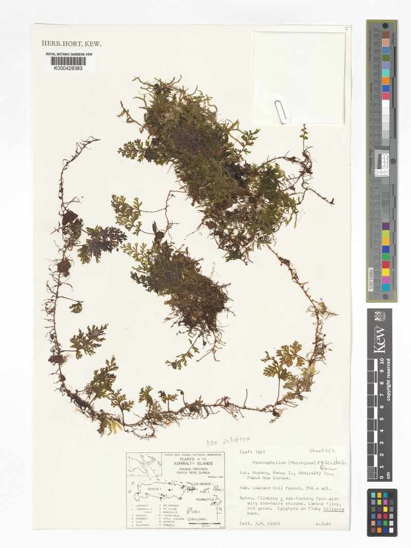 Hymenophyllum rosenstockii photo 3