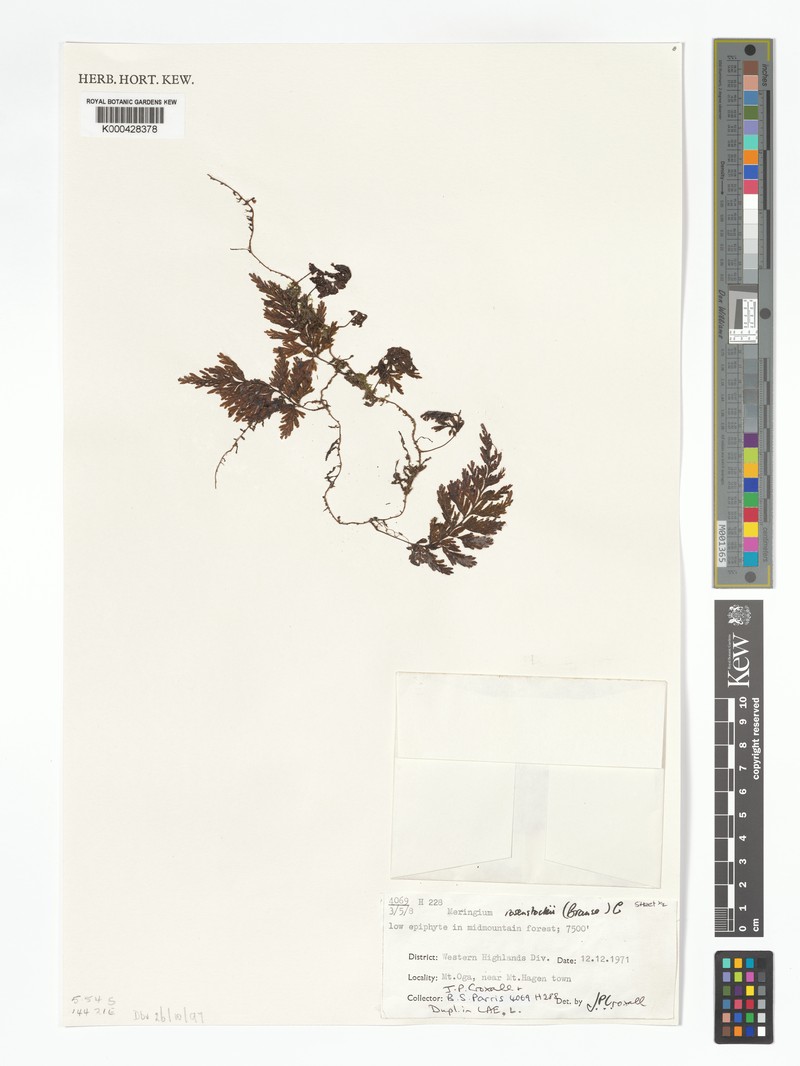 Hymenophyllum rosenstockii photo 4