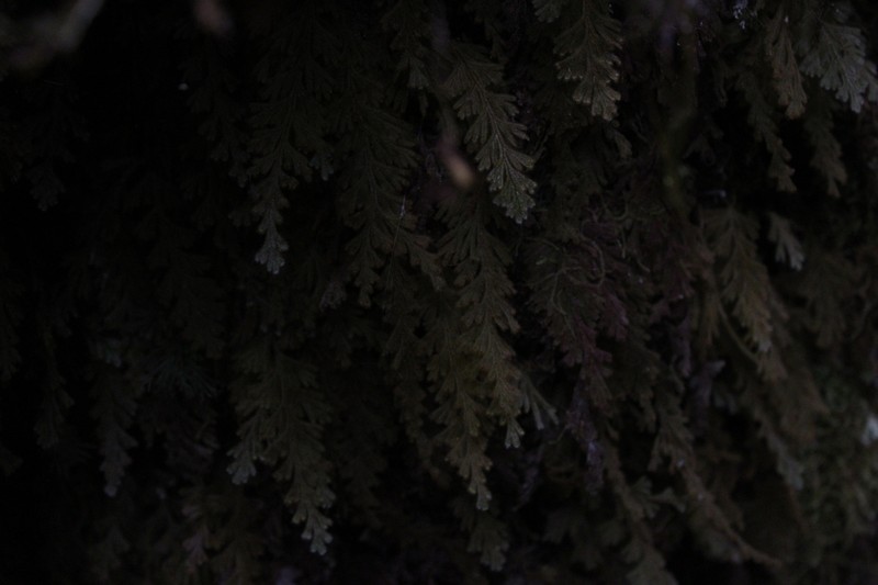 Hymenophyllum rubellum