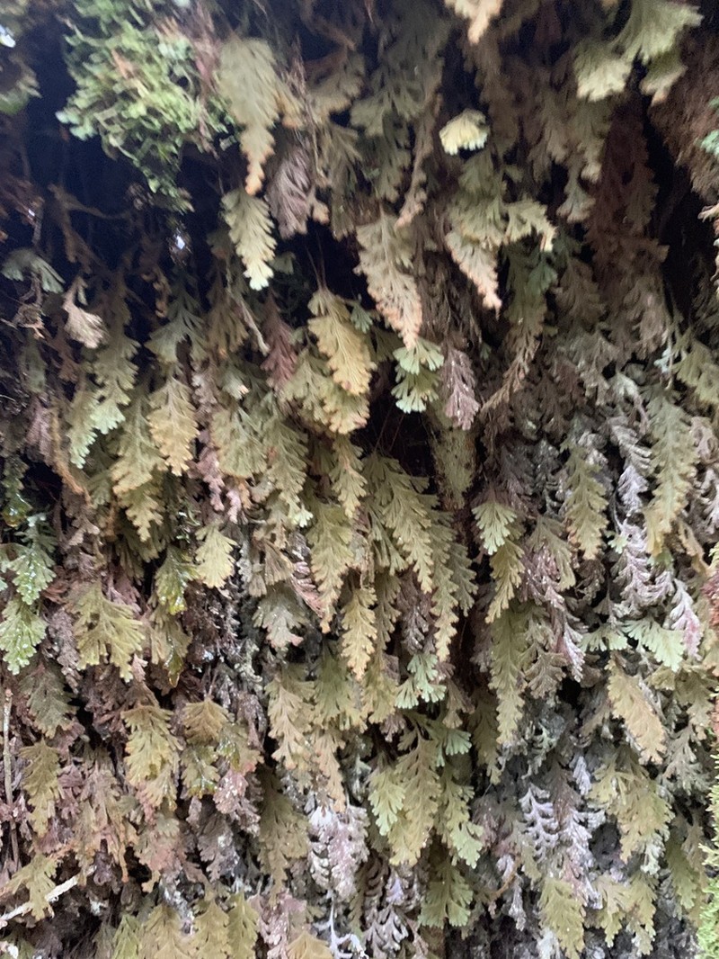 Hymenophyllum rubellum photo 2