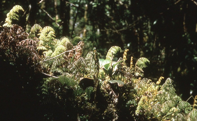 Hymenophyllum rubellum photo 3
