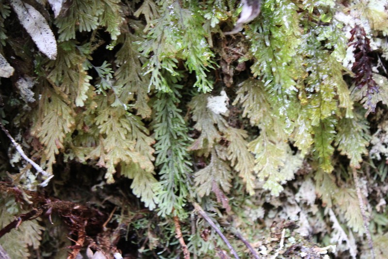 Hymenophyllum rubellum photo 4