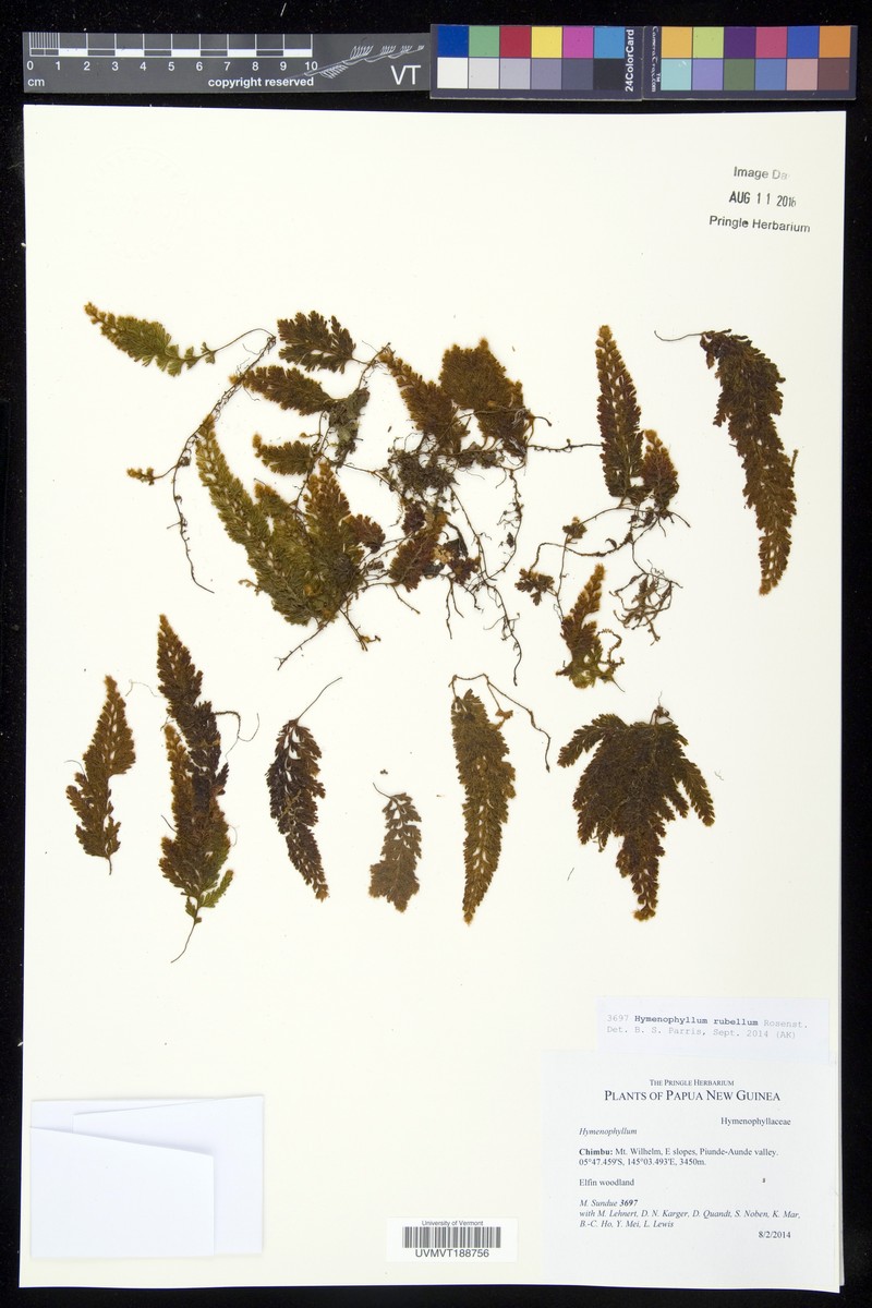 Hymenophyllum rubellum photo 5