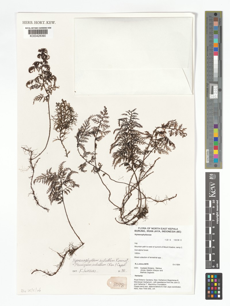 Hymenophyllum rubellum photo 6