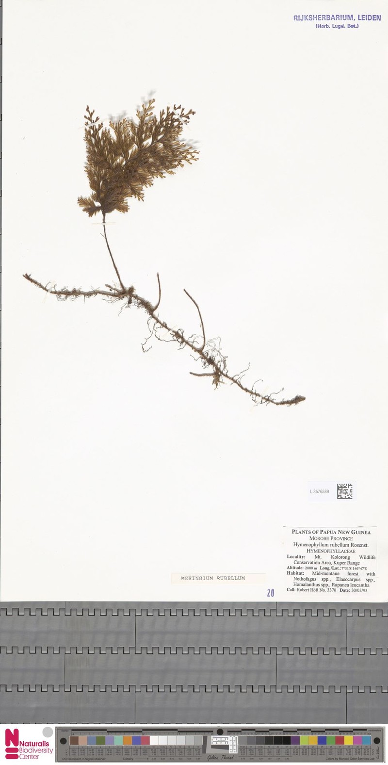 Hymenophyllum rubellum photo 7