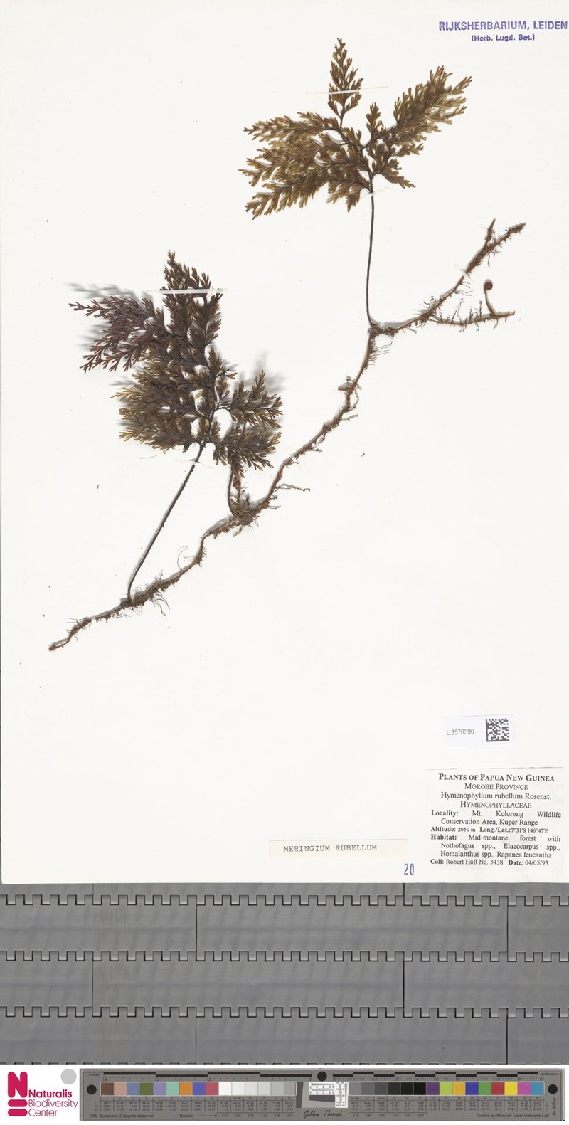Hymenophyllum rubellum photo 8