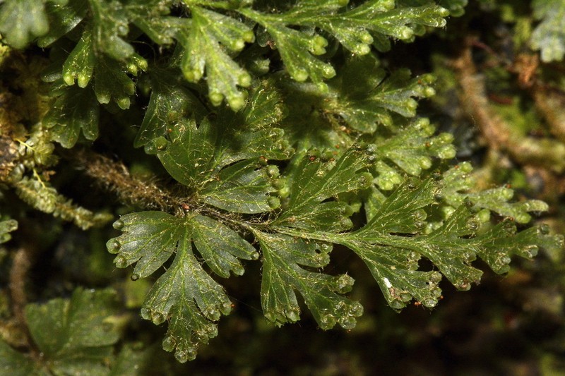 Hymenophyllum rufescens