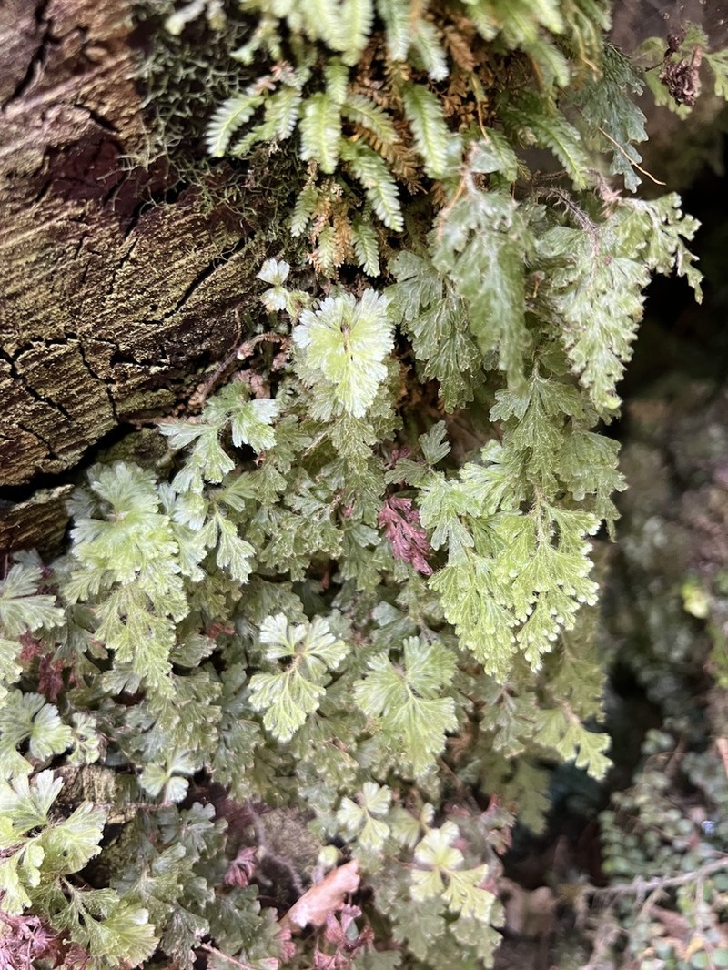 Hymenophyllum rufescens photo 2