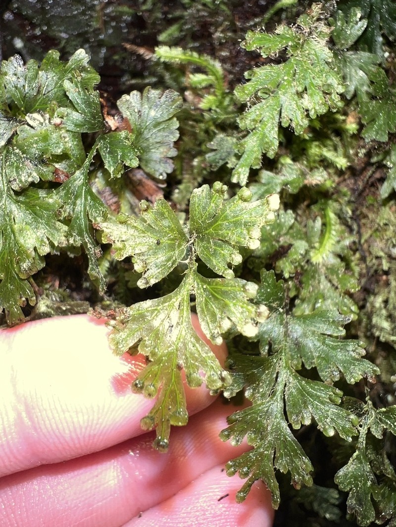 Hymenophyllum rufescens photo 3