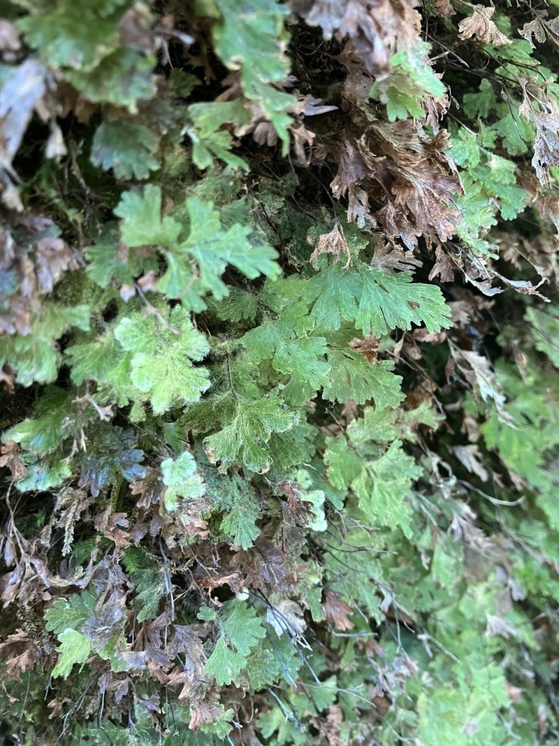 Hymenophyllum rufescens photo 4