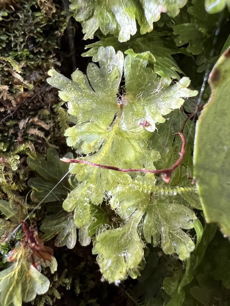 Hymenophyllum rufescens photo 5