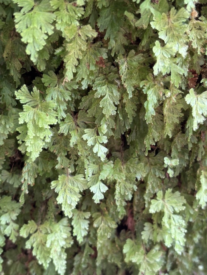 Hymenophyllum rufescens photo 6