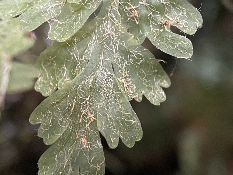 Hymenophyllum rufescens photo 7