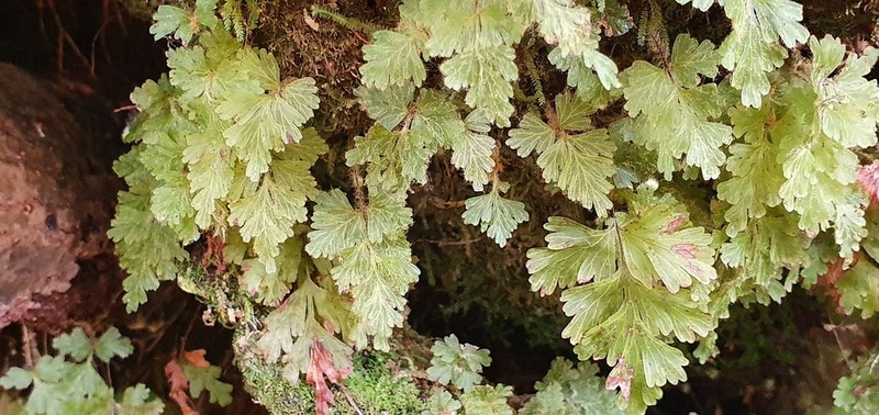 Hymenophyllum rufescens photo 8