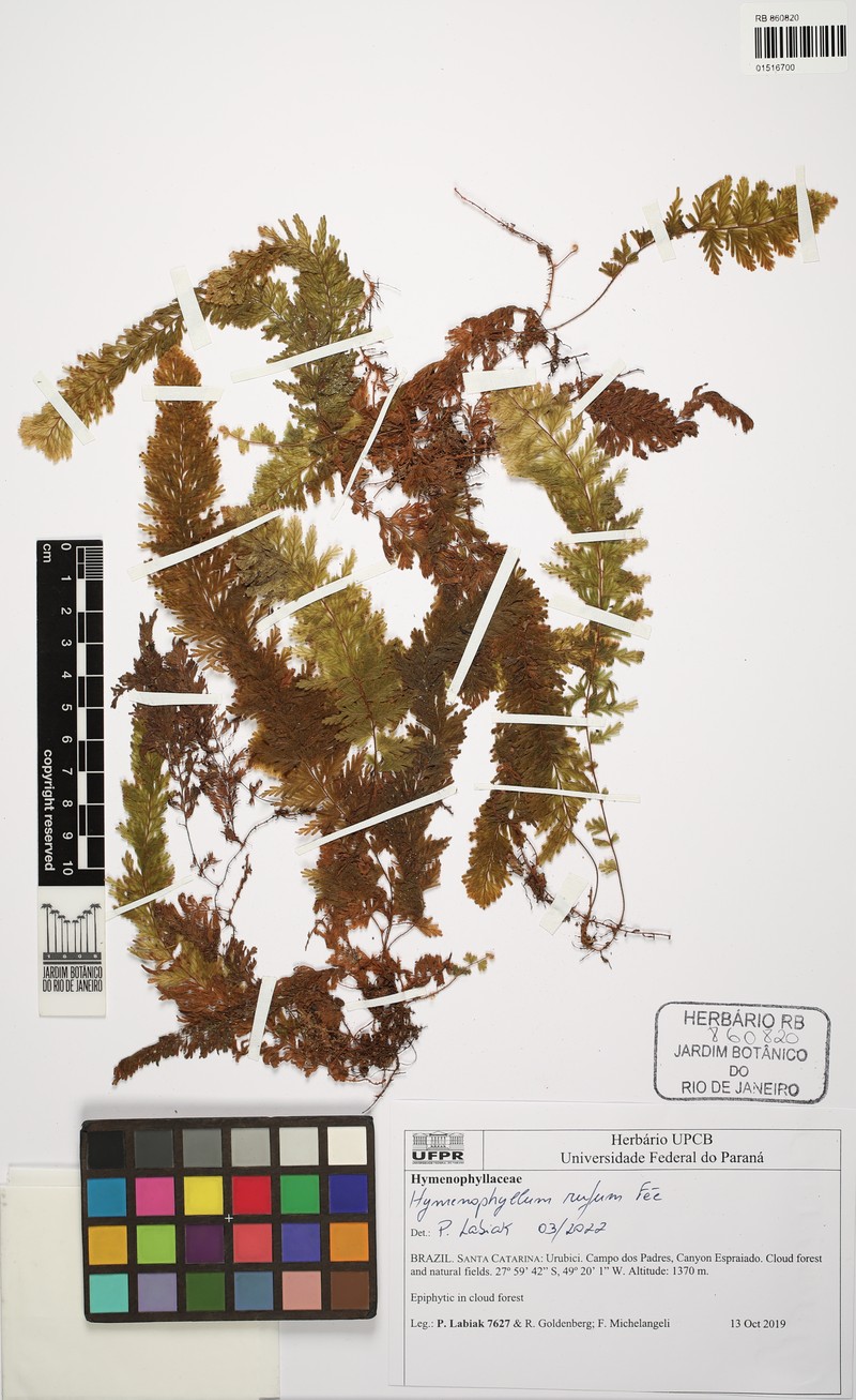 Hymenophyllum rufum