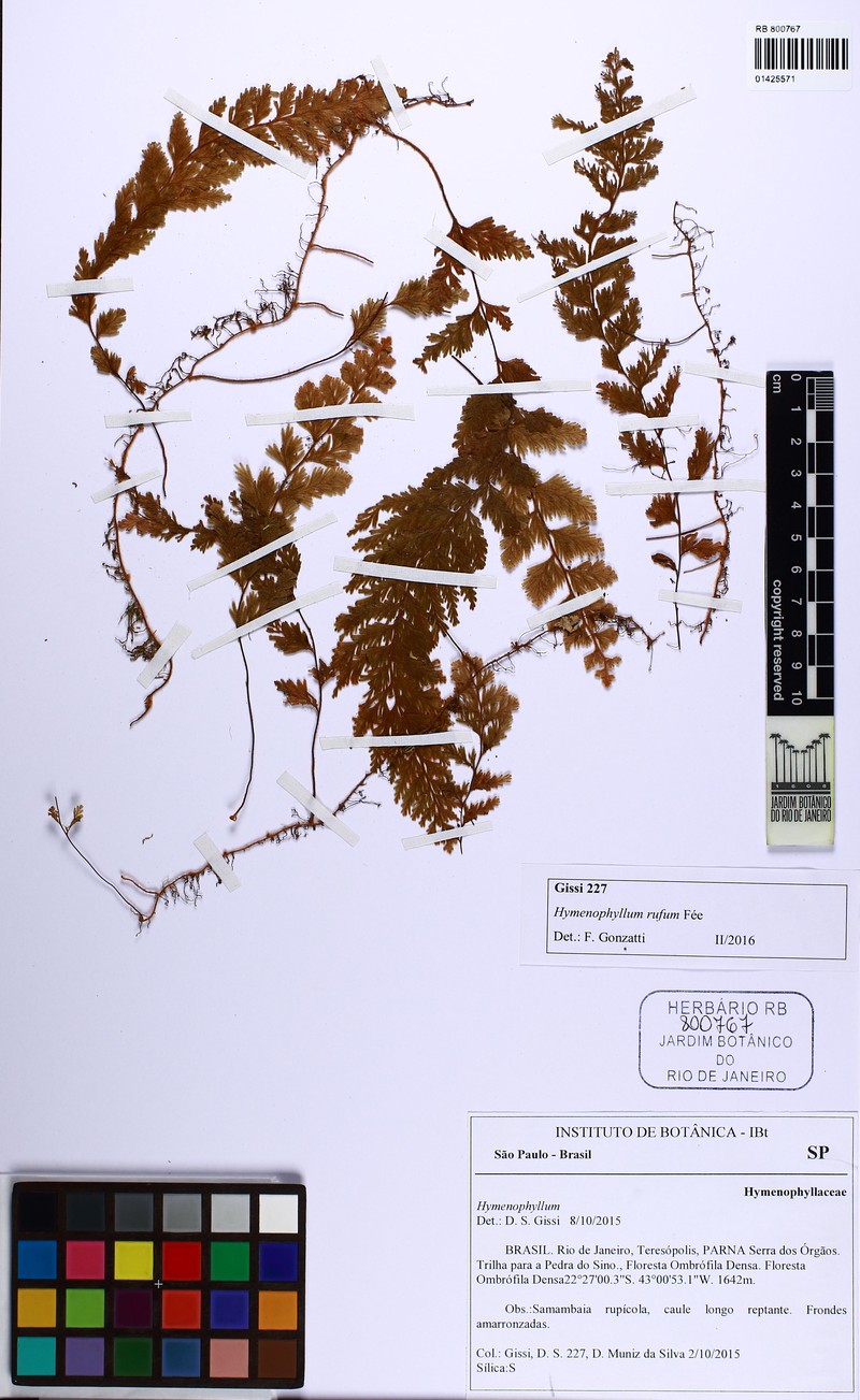 Hymenophyllum rufum photo 3