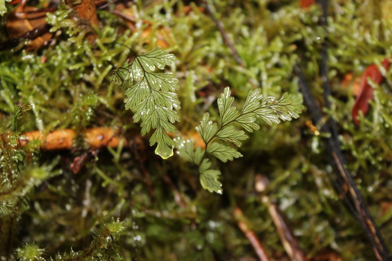 Hymenophyllum rugosum