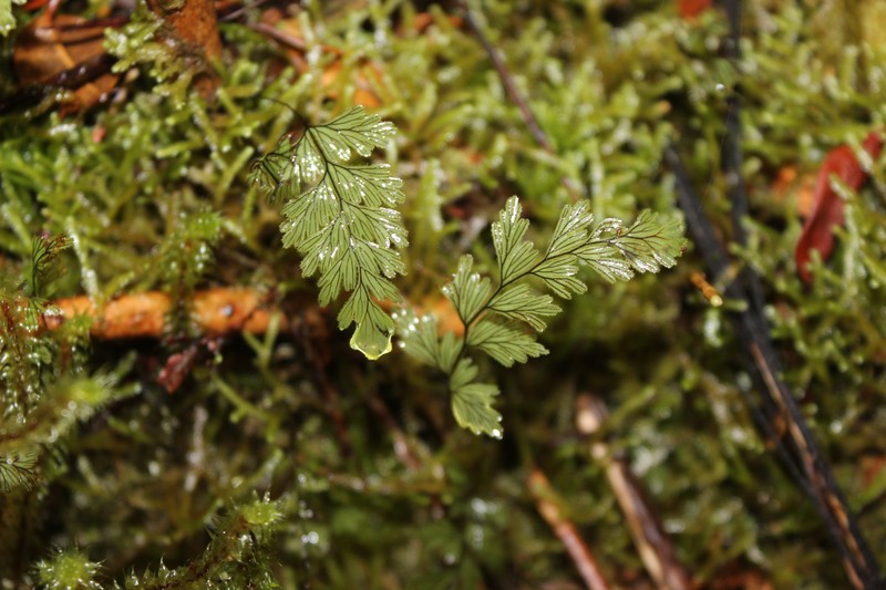 Hymenophyllum rugosum photo 2