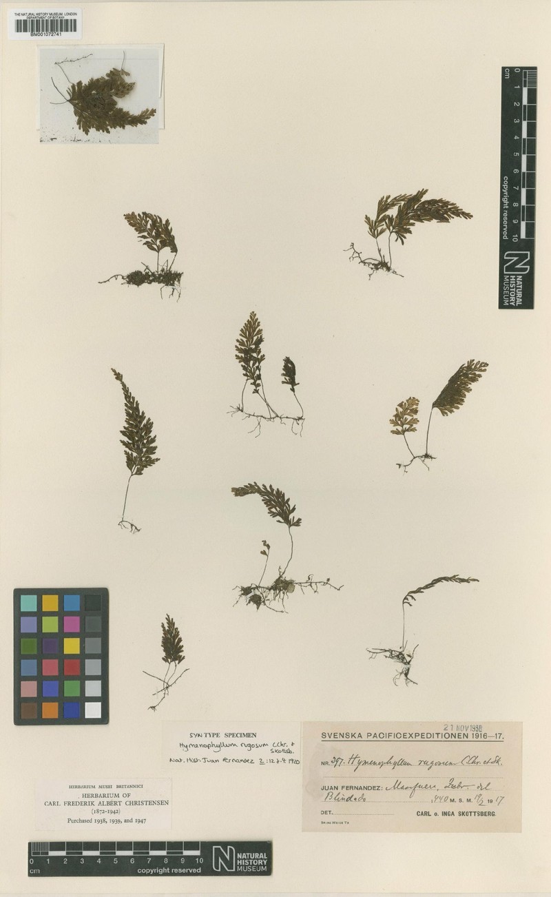 Hymenophyllum rugosum photo 3