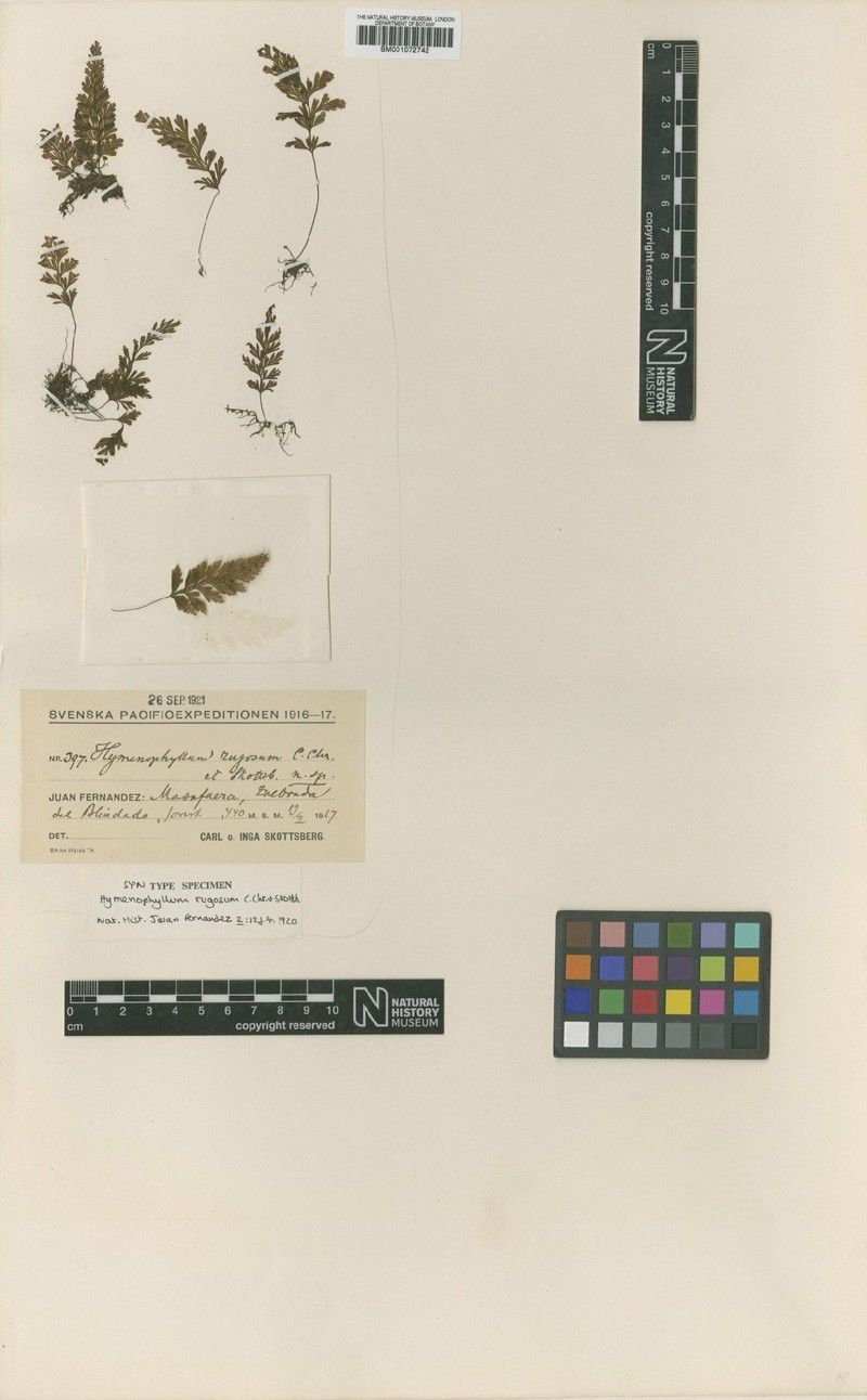 Hymenophyllum rugosum photo 4
