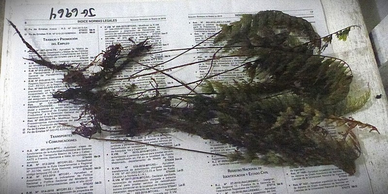 Hymenophyllum ruizianum