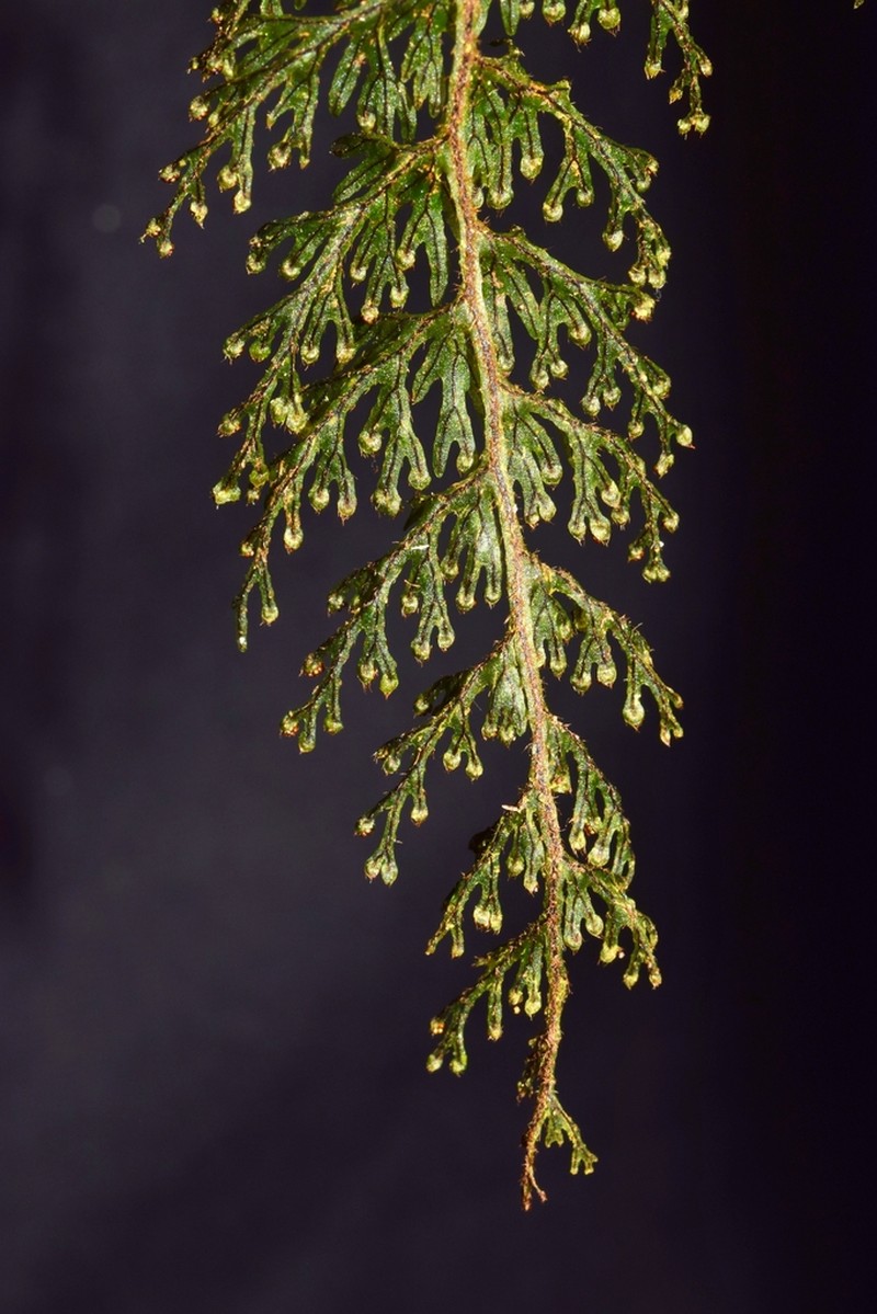 Hymenophyllum ruizianum photo 2