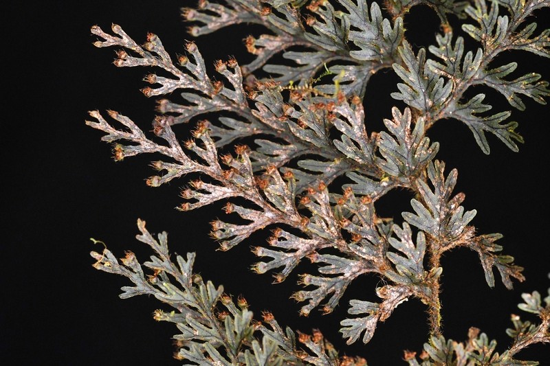 Hymenophyllum ruizianum photo 3