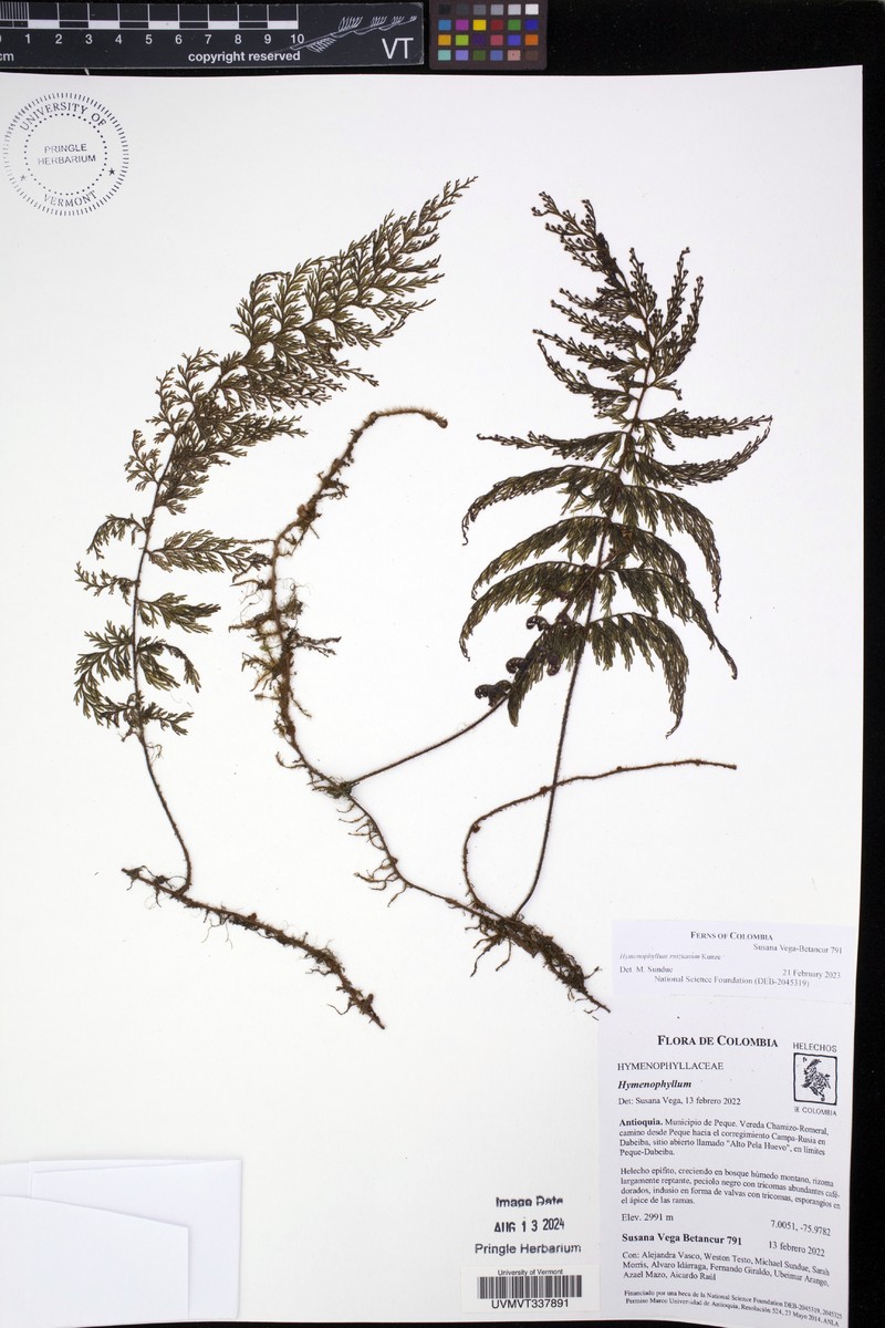Hymenophyllum ruizianum photo 4