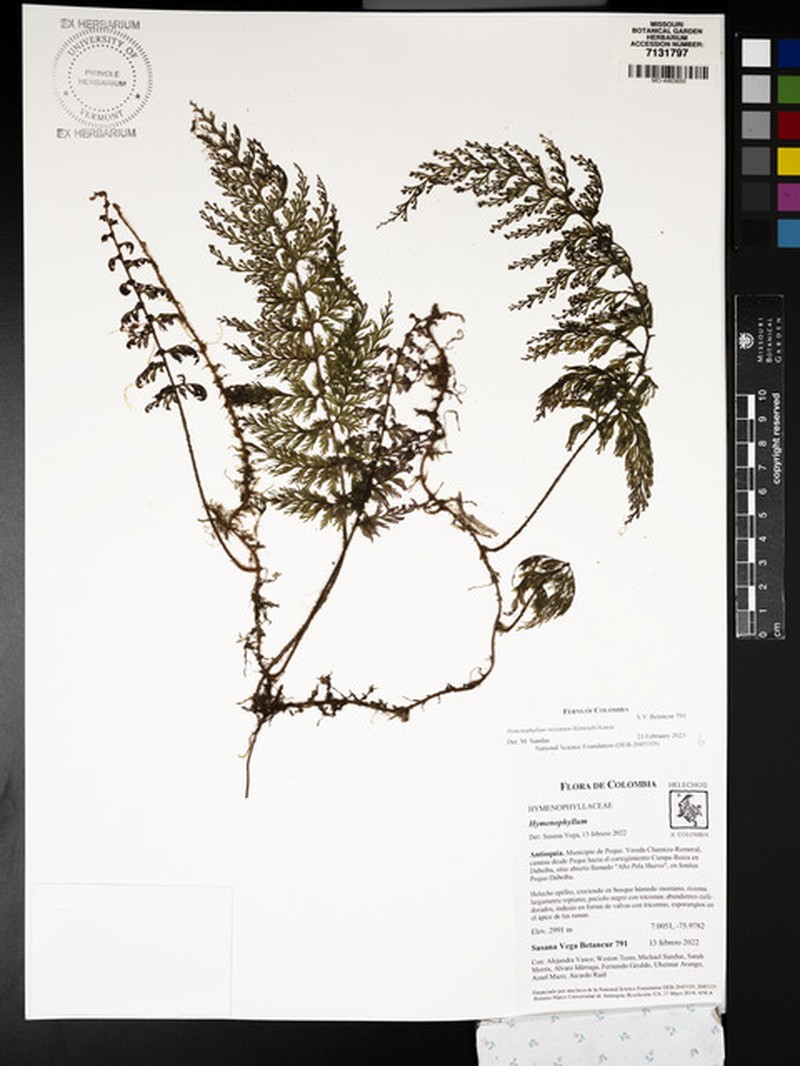 Hymenophyllum ruizianum photo 5