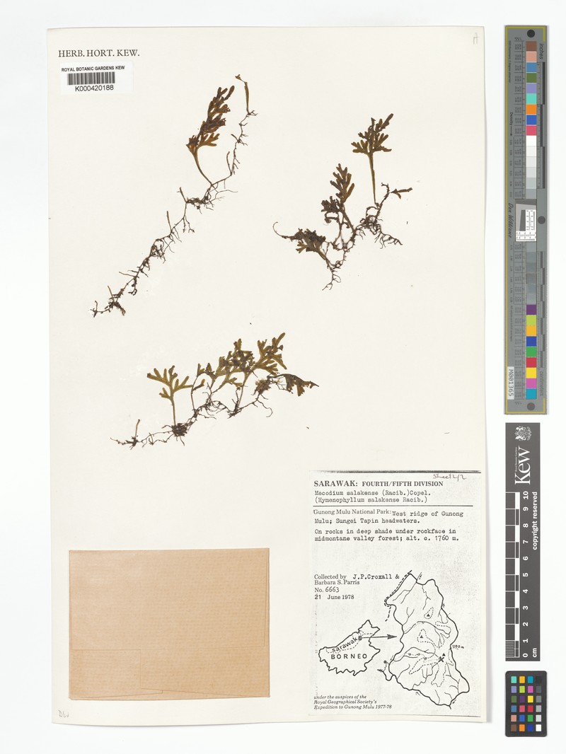 Hymenophyllum salakense