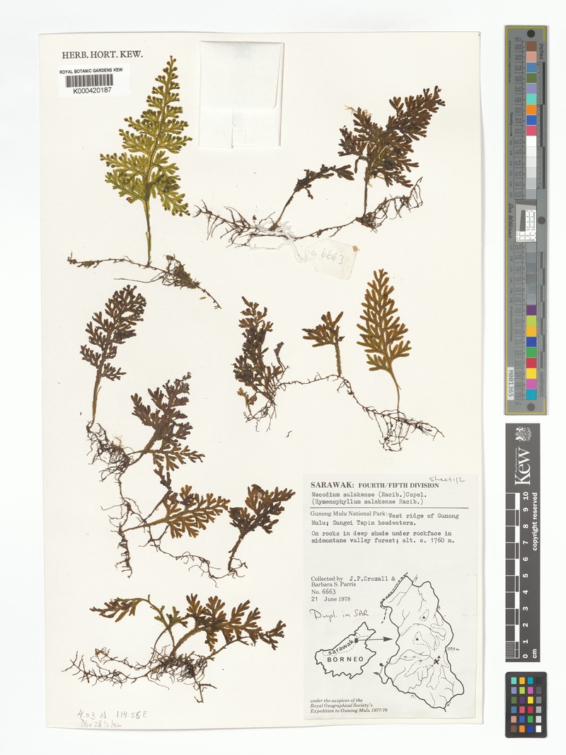 Hymenophyllum salakense photo 2