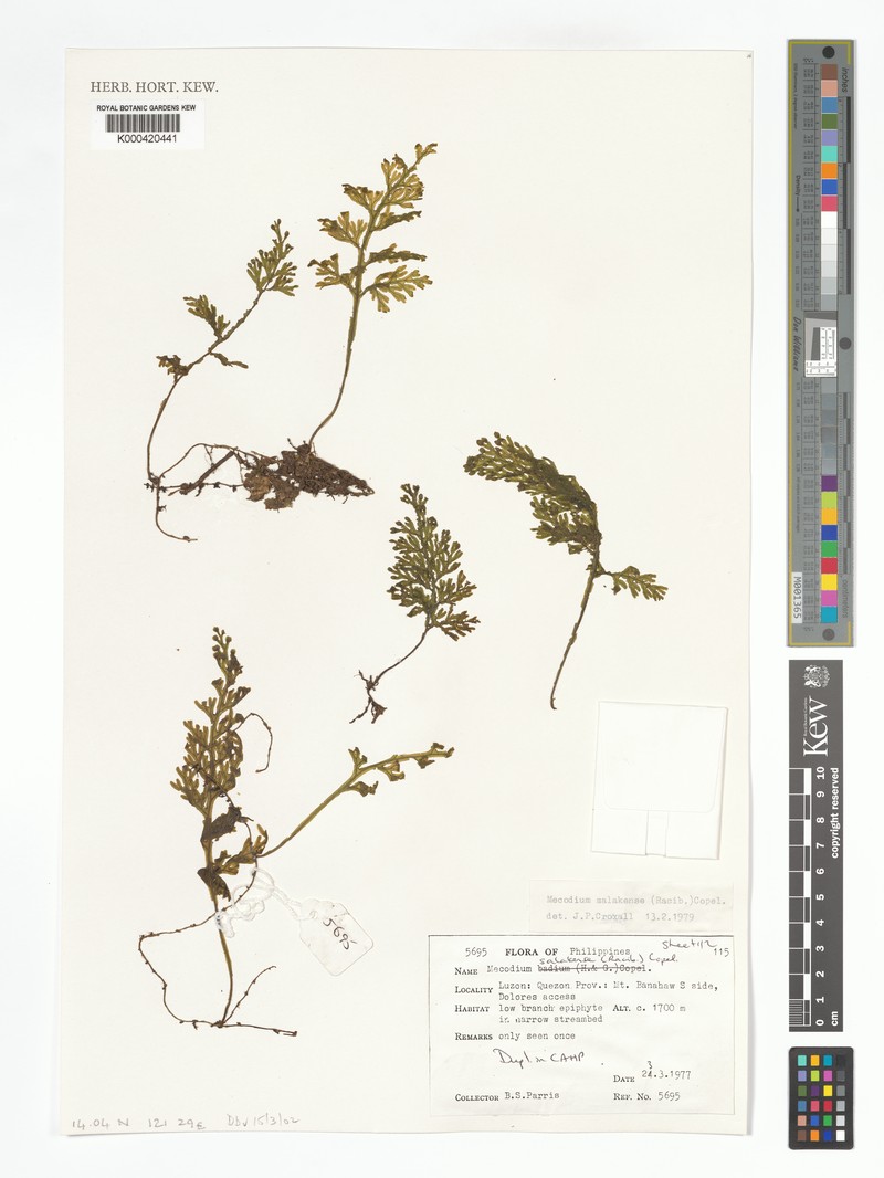 Hymenophyllum salakense photo 3