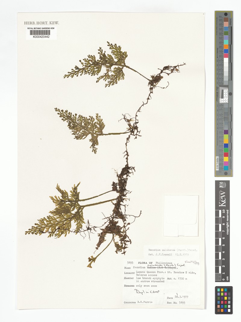 Hymenophyllum salakense photo 4