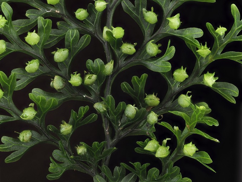 Hymenophyllum sanguinolentum