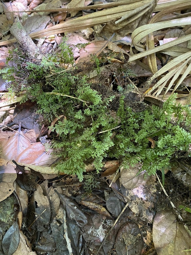 Hymenophyllum sanguinolentum photo 2